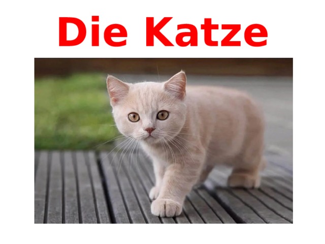 Die Katze 