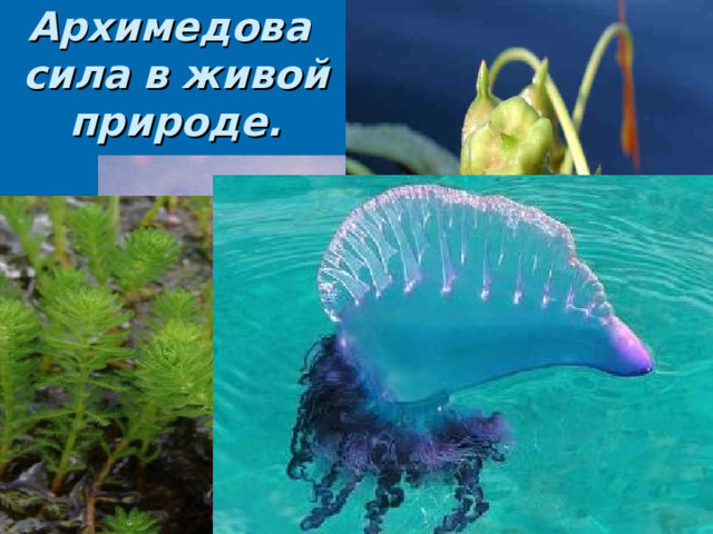 Архимедова  сила в живой природе. 
