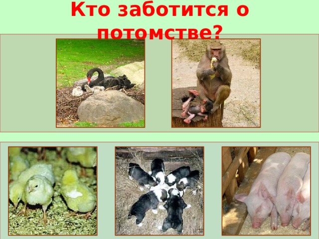 Кто заботится о потомстве?  