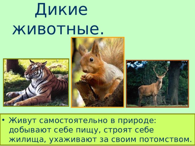  Дикие животные. Живут самостоятельно в природе: добывают себе пищу, строят себе жилища, ухаживают за своим потомством.  