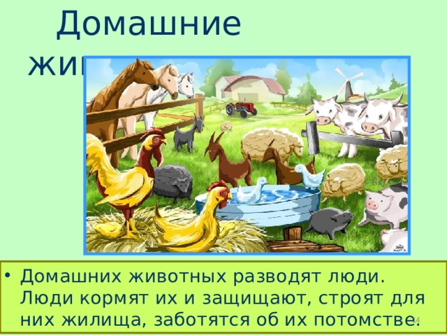  Домашние животные. Домашних животных разводят люди. Люди кормят их и защищают, строят для них жилища, заботятся об их потомстве.  