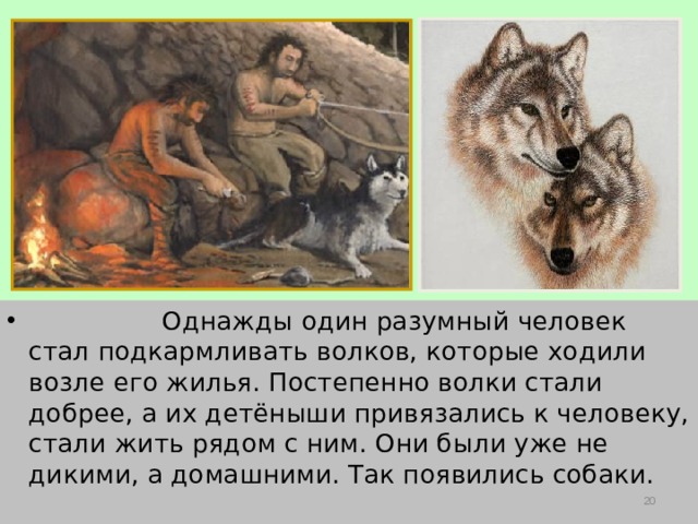   Однажды один разумный человек стал подкармливать волков, которые ходили возле его жилья. Постепенно волки стали добрее, а их детёныши привязались к человеку, стали жить рядом с ним. Они были уже не дикими, а домашними. Так появились собаки.  