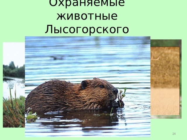 Охраняемые животные Лысогорского района  