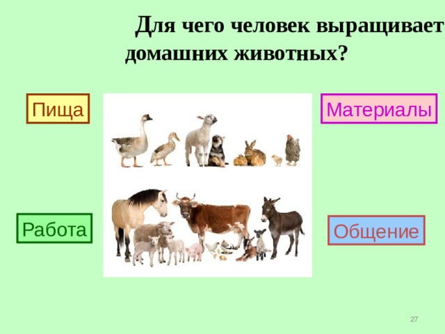  Д ля чего человек выращивает  домашних животных? Пища Материалы Работа Общение  