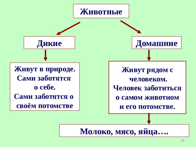 Подумай! Чайку кормит человек. Можно ли эту птицу назвать домашним животным?  