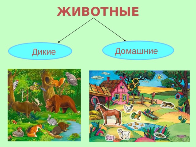 ЖИВОТНЫЕ   Домашние  Дикие   