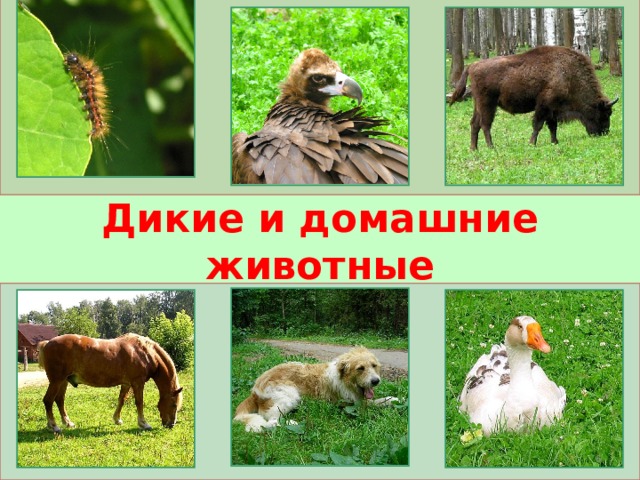 Дикие и домашние животные  