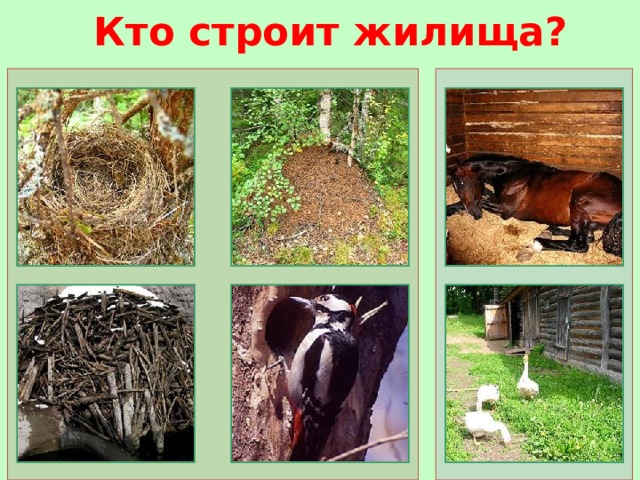 Кто строит жилища?  
