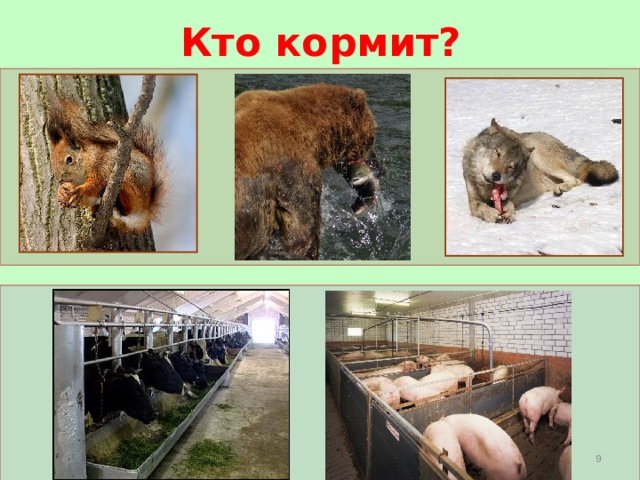Кто кормит?  