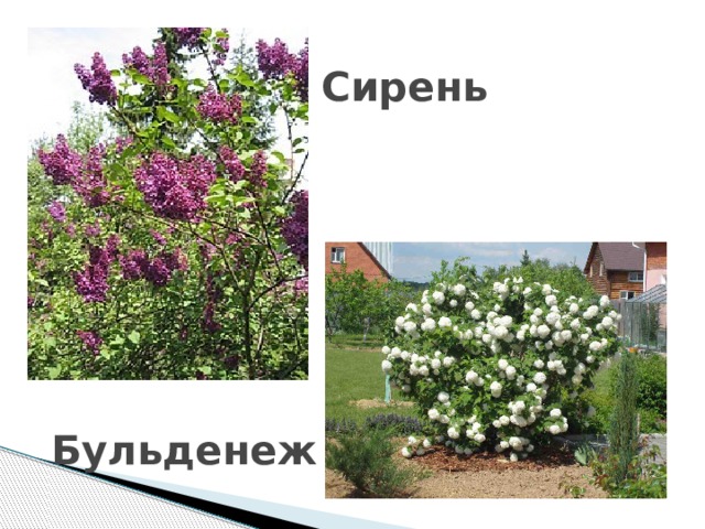 Сирень Бульденеж 