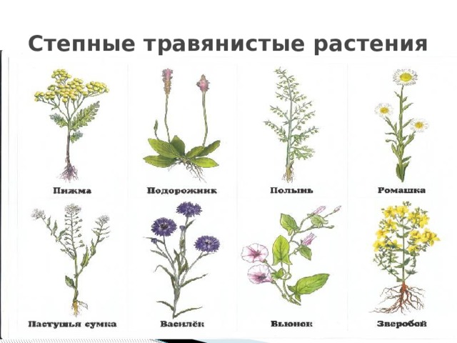 Степные травянистые растения 