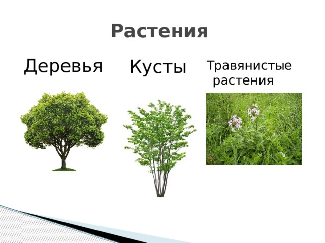Растения Деревья Кусты Травянистые растения 
