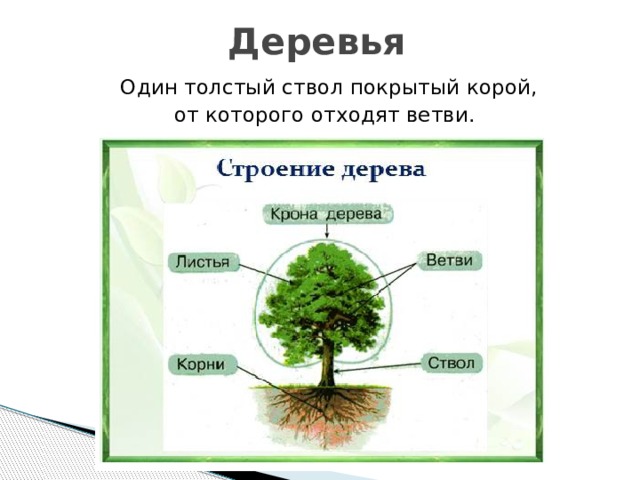 Деревья   Один толстый ствол покрытый корой, от которого отходят ветви. 