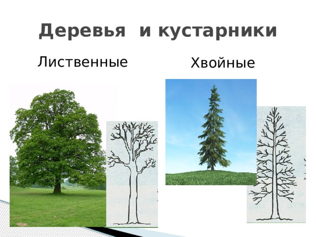 Деревья и кустарники Лиственные Хвойные 