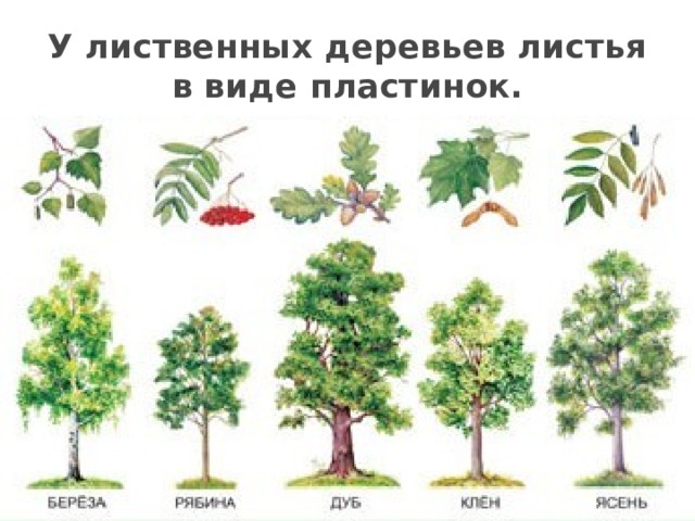 У лиственных деревьев листья в виде пластинок. 