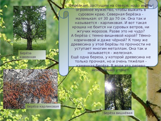 У нашей берёзы большая родня: существует 120 видов берёзы, и в нашей стране их только 40. Это и даурская берёза, дерево с красноватой или темно-коричневой корой, и желтая берёза, у которой кора золотисто-желтая, и круглолистая берёза с красно-бурой корой, и сахарная. Берёза бумажная Берёза повислая Берёза плосколистная Берёза сахарная Берёза пушистая Берёза даурская 