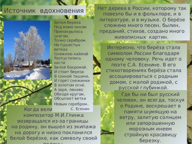 Берёзкам, растущим на севере, надо иметь огромное мужество, чтобы выжить в суровом краю. Северная берёзка - маленькая: от 30 до 70 см. Она так и называется - карликовая. И вот такая крошка не боится ни суровых ветров, ни жгучих морозов. Разве это не чудо?  А берёза с темно-вишневой корой? Тёмно-коричневой и даже чёрной? К тому же древесина у этой берёзы по прочности не уступает многим металлам. Она так и называется - железная. Ещё одна береза, у которой древесина не только прочная, но и очень тяжёлая - каменная берёза. В воде это дерево немедленно утонет. Берёза каменная Берёза карликовая Берёза вишнёвая 