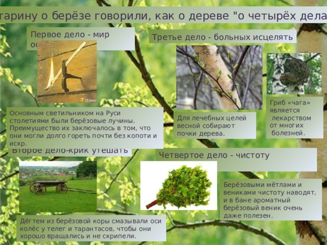 Берёза и берёзовые ветки были неотъемлемой частью языческого праздника Семика, который в древности отмечался 4 июня, а после распространения христианства – в седьмой четверг после Пасхи. Считалось, что в этот день заканчивается весна и наступает лето. В течение столетий древние обряды Семика постепенно переносились на Троицу. Главным действующим лицом в этот день была берёза. На растущих березах обычно 