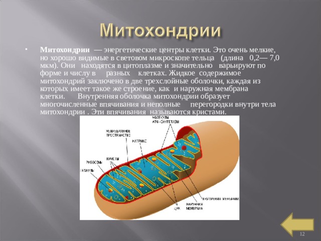 Митохондрии  — энергетические центры клетки. Это очень мелкие, но хорошо видимые в световом микроскопе тельца   (длина   0,2— 7,0 мкм). Они   находятся в цитоплазме и значительно   варьируют по форме и числу в     разных    клетках. Жидкое  содержимое митохондрий заключено в две трехслойные оболочки, каждая из которых имеет такое же строение, как  и наружная мембрана клетки.      Внутренняя оболочка митохондрии образует многочисленные впячивания и неполные     перегородки внутри тела митохондрии . Эти впячивания  называются кристами.   