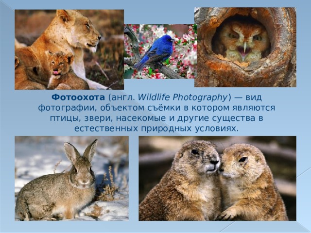 Фотоохота (англ.  Wildlife Photography ) — вид фотографии, объектом съёмки в котором являются птицы, звери, насекомые и другие существа в естественных природных условиях. 
