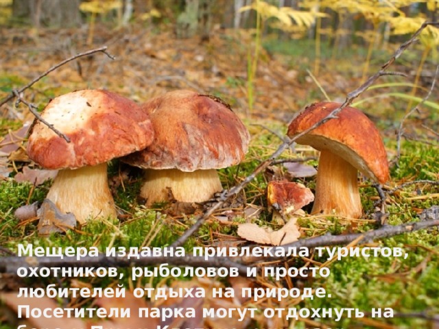 Мещера издавна привлекала туристов, охотников, рыболовов и просто любителей отдыха на природе. Посетители парка могут отдохнуть на берегу Пры и Клепиковских озер, набрать грибов в лесу … 