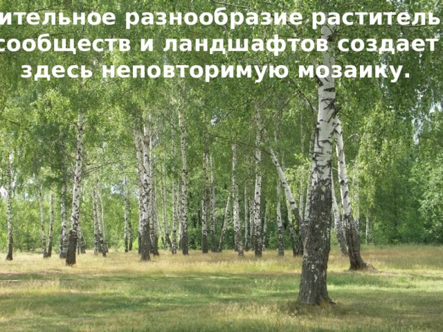 Удивительное разнообразие растительных сообществ и ландшафтов создает  здесь неповторимую мозаику. 