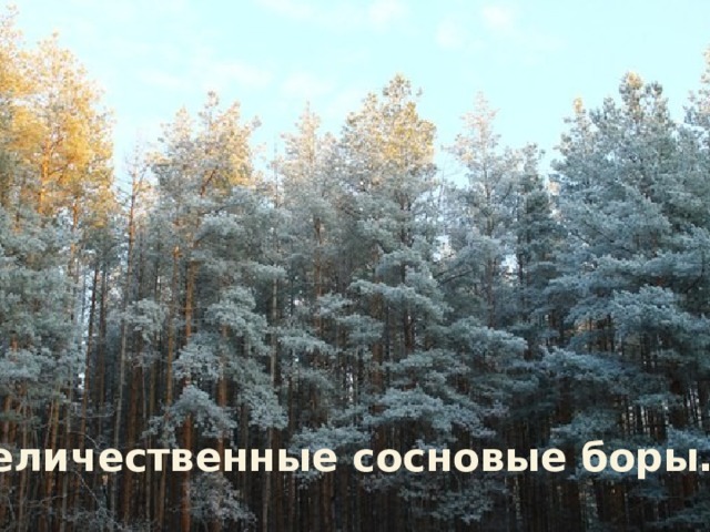 Величественные сосновые боры… 