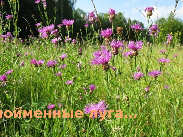 пойменные луга… 