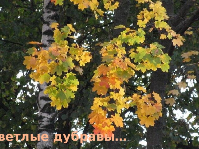 светлые дубравы… 