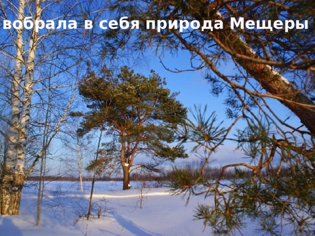 все вобрала в себя природа Мещеры 