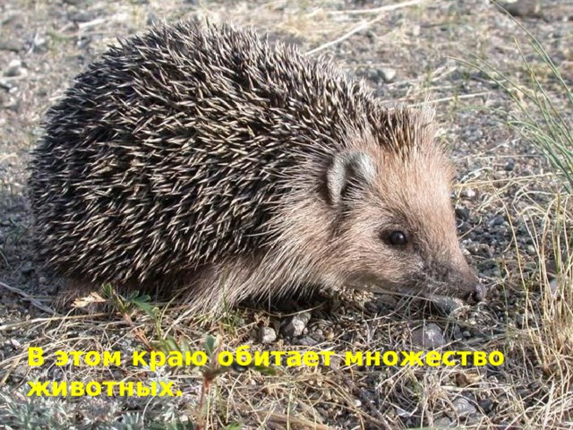 В этом краю обитает множество животных. 