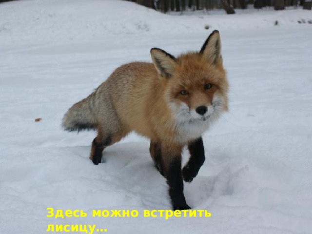 Здесь можно встретить лисицу… 