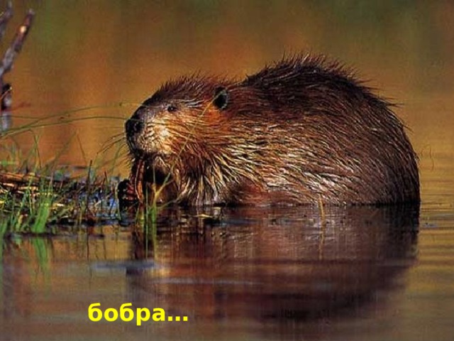  бобра… 
