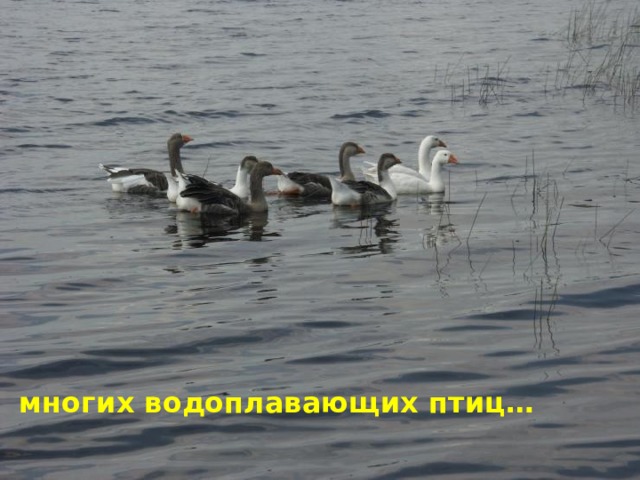 многих водоплавающих птиц… 