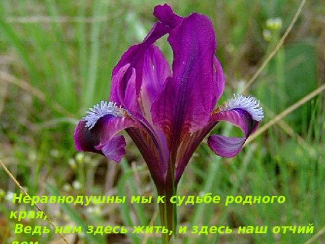  Неравнодушны мы к судьбе родного края,  Ведь нам здесь жить, и здесь наш отчий дом.  Пусть с каждым днем все краше расцветает  Мещерский край, в котором мы живем! 