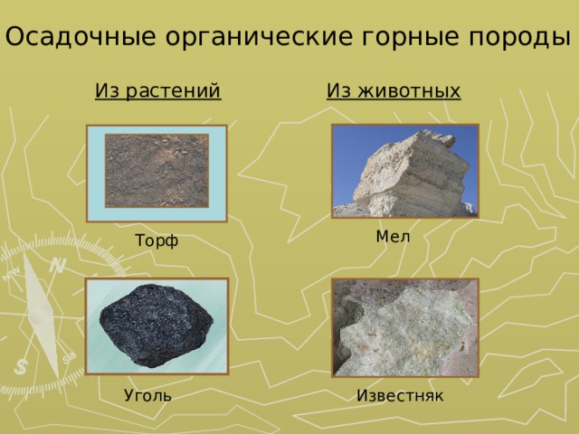 Осадочные органические горные породы Из растений  Из животных  Мел Торф Уголь Известняк 