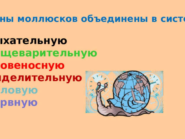 Органы моллюсков объединены в системы:  Дыхательную  Пищеварительную  Кровеносную  Выделительную  Половую  Нервную  