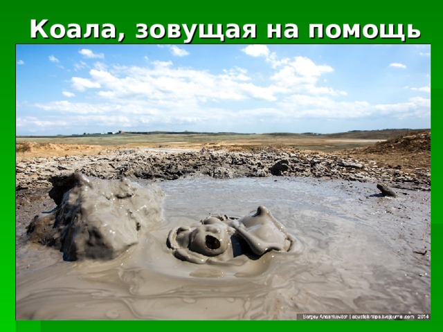 Коала, зовущая на помощь 