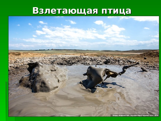 Взлетающая птица 
