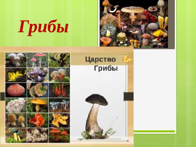 Грибы 