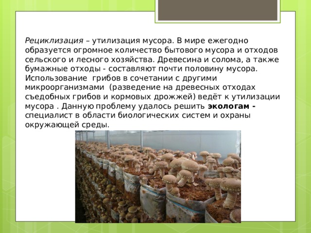 Рециклизация  – утилизация мусора. В мире ежегодно образуется огромное количество бытового мусора и отходов сельского и лесного хозяйства. Древесина и солома, а также бумажные отходы - составляют почти половину мусора. Использование грибов в сочетании с другими микроорганизмами (разведение на древесных отходах съедобных грибов и кормовых дрожжей) ведёт к утилизации мусора . Данную проблему удалось решить экологам - специалист в области биологических систем и охраны окружающей среды.  