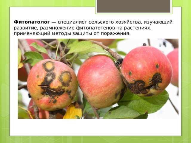 Фитопатолог — специалист сельского хозяйства, изучающий развитие, размножение фитопатогенов на растениях, применяющий методы защиты от поражения. 