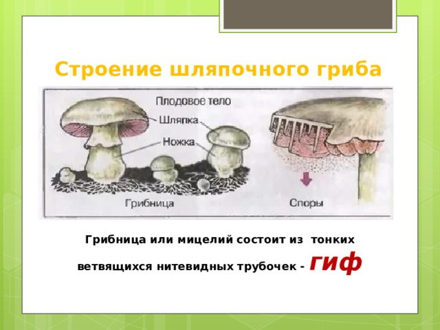 Строение шляпочного гриба Грибница или мицелий состоит из тонких ветвящихся нитевидных трубочек - гиф 