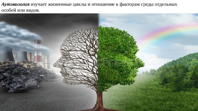 Аутэкология изучает жизненные циклы и отношение к факторам среды отдельных особей или видов.  