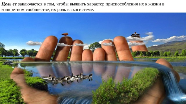 Цель  ее заключается в том, чтобы выявить характер приспособления их к жизни в конкретном сообществе, их роль в экосистеме. 
