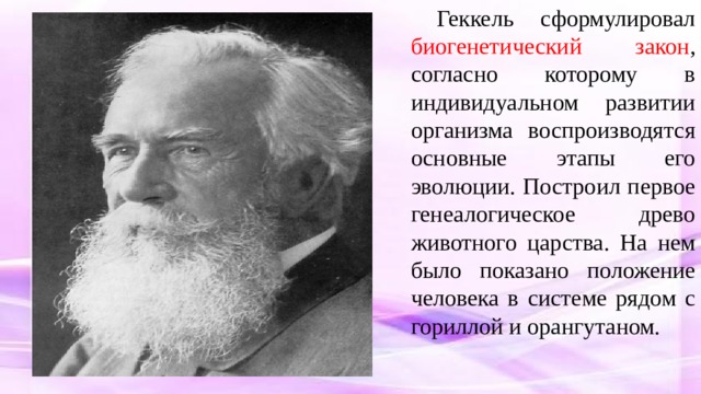 Геккель сформулировал биогенетический закон , согласно которому в индивидуальном развитии организма воспроизводятся основные этапы его эволюции. Построил первое генеалогическое древо животного царства. На нем было показано положение человека в системе рядом с гориллой и орангутаном. 