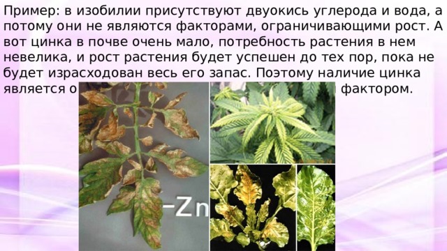 Пример: в изобилии присутствуют двуокись углерода и вода, а потому они не являются факторами, ограничивающими рост. А вот цинка в почве очень мало, потребность растения в нем невелика, и рост растения будет успешен до тех пор, пока не будет израсходован весь его запас. Поэтому наличие цинка является ограничивающим, или лимитирующим фактором. 