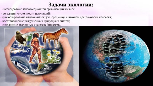 Задачи экологии: - исследование закономерностей организации жизней ;  - регуляция численности популяций ;  - прогнозирование изменений окруж. среды под влиянием деятельности человека;  - восстановление разрушенных природных систем;  - сохранение эталонных участков биосферы. 