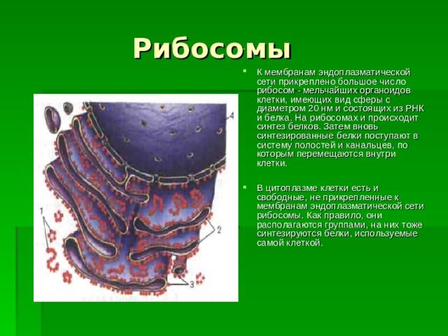  Рибосомы К мембранам эндоплазматической сети прикреплено большое число рибосом - мельчайших органоидов клетки, имеющих вид сферы с диаметром 20 нм и состоящих из РНК и белка. На рибосомах и происходит синтез белков. Затем вновь синтезированные белки поступают в систему полостей и канальцев, по которым перемещаются внутри клетки.  В цитоплазме клетки есть и свободные, не прикрепленные к мембранам эндоплазматической сети рибосомы. Как правило, они располагаются группами, на них тоже синтезируются белки, используемые самой клеткой. 