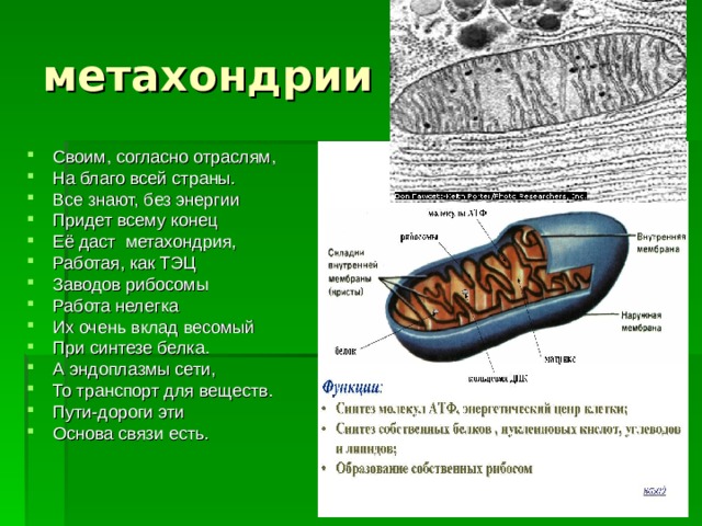 метахондрии Своим, согласно отраслям, На благо всей страны. Все знают, без энергии Придет всему конец Её даст метахондрия, Работая, как ТЭЦ Заводов рибосомы Работа нелегка Их очень вклад весомый При синтезе белка. А эндоплазмы сети, То транспорт для веществ. Пути-дороги эти Основа связи есть. 